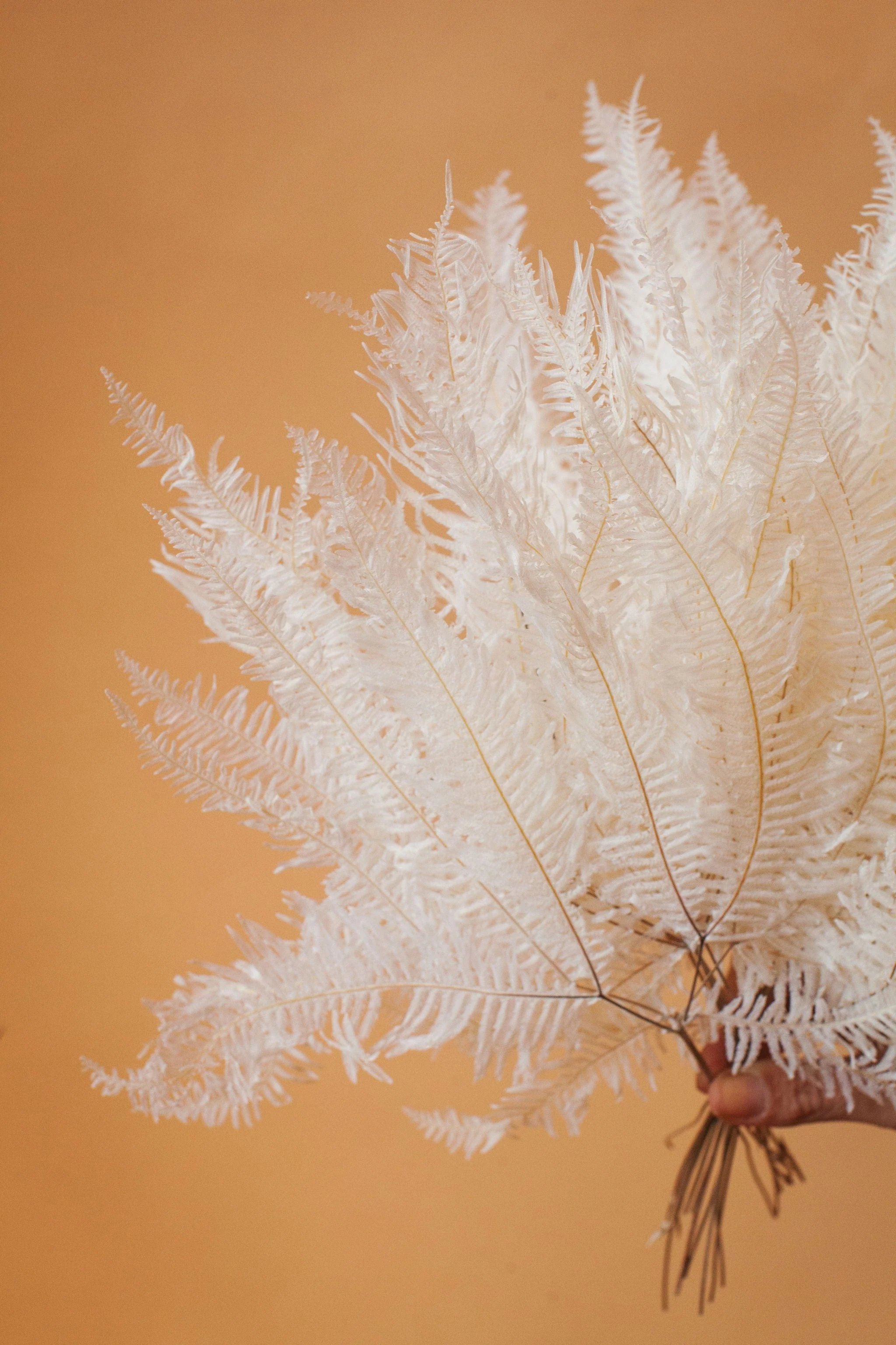 White Preserved Star Fern - Image 3