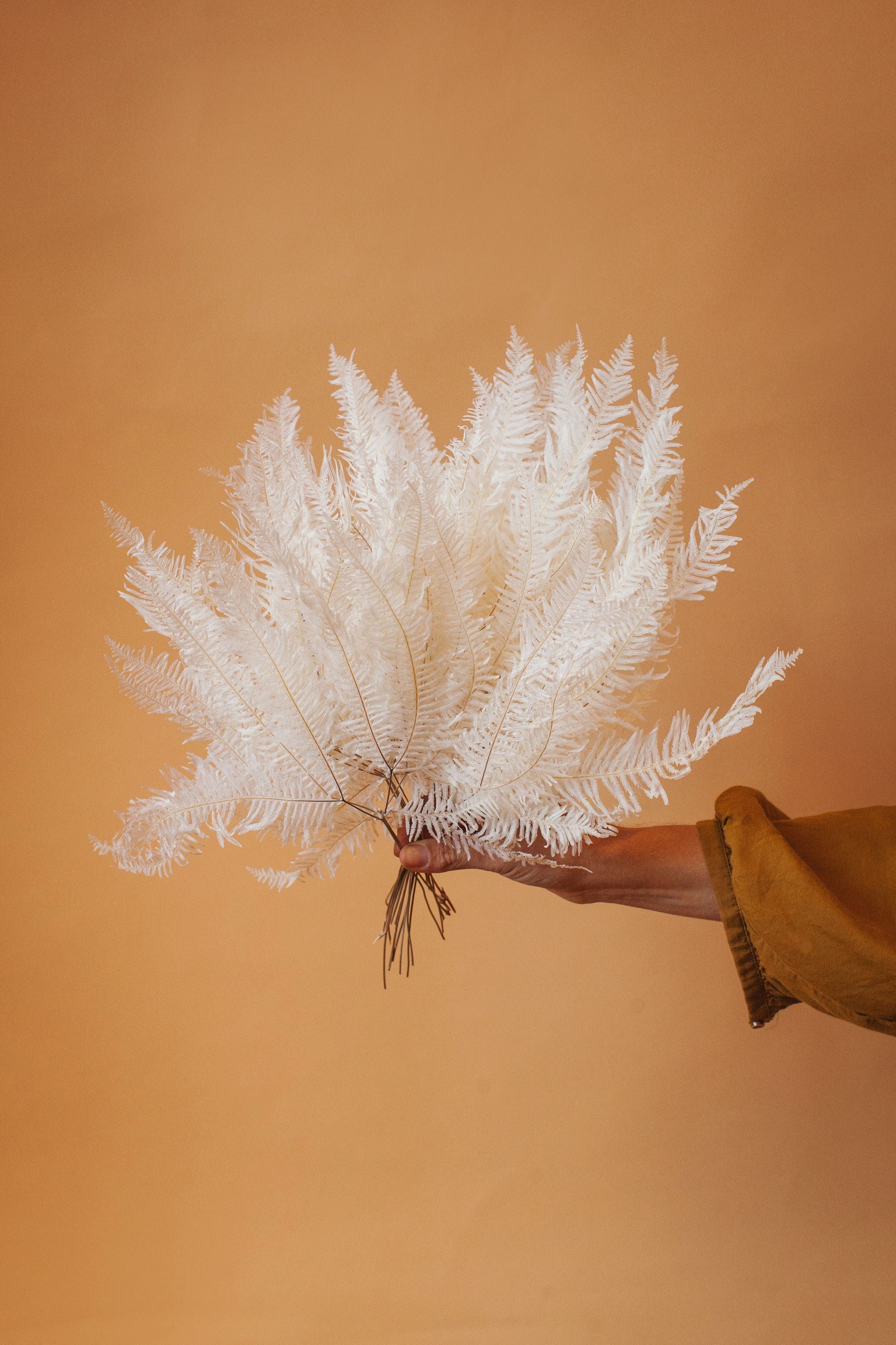 White Preserved Star Fern - Image 5