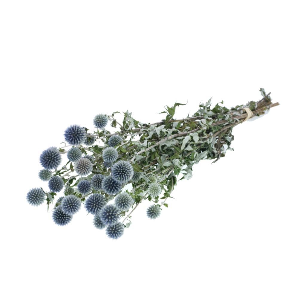 Dried Blue Globe Thistle - Image 3