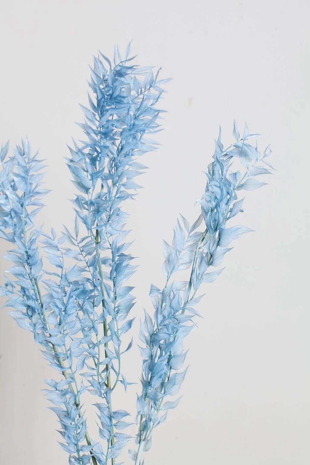 Dried and Preserved Flower Bunches