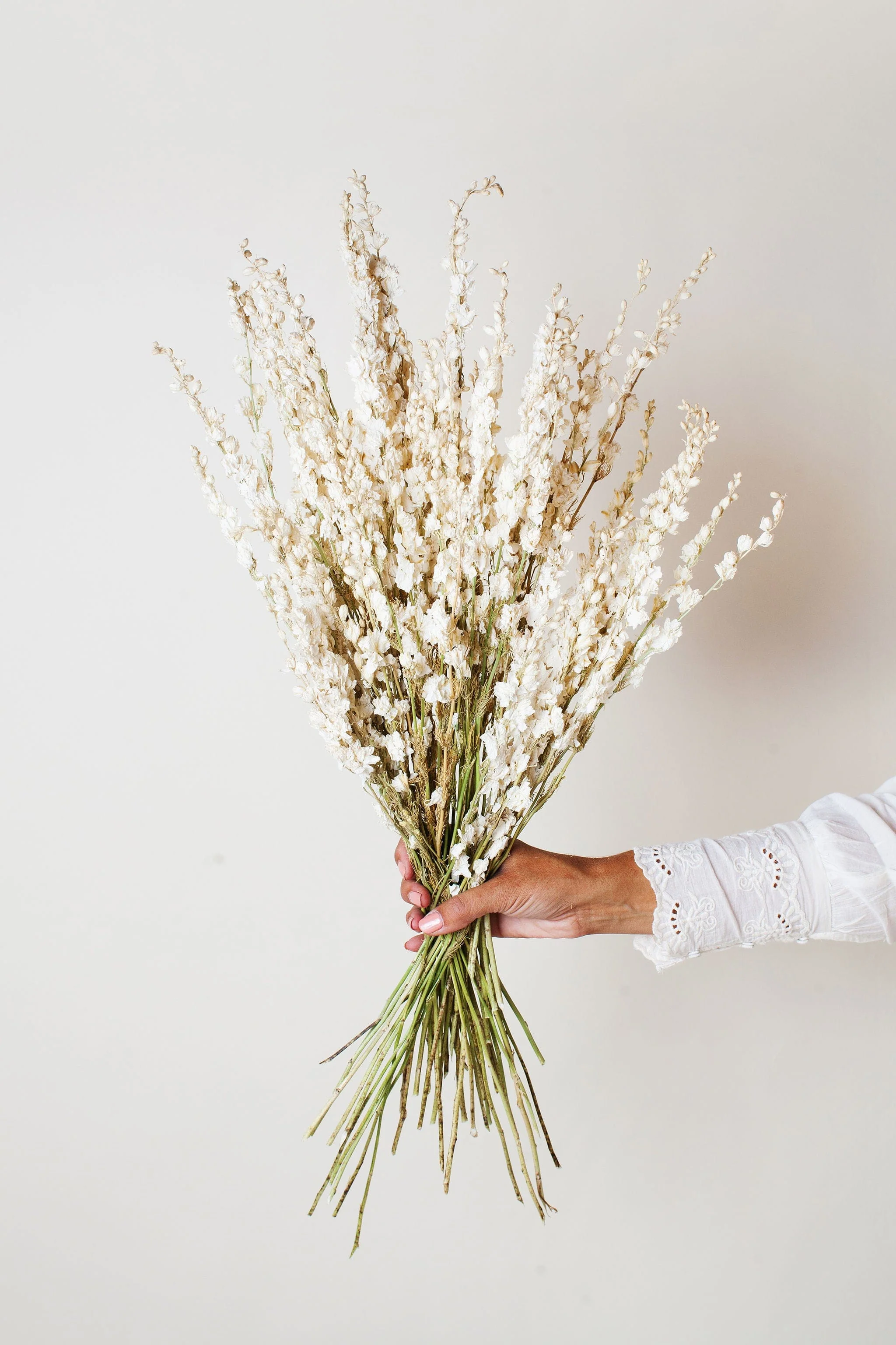 Dried Cream Larkspur - Image 3