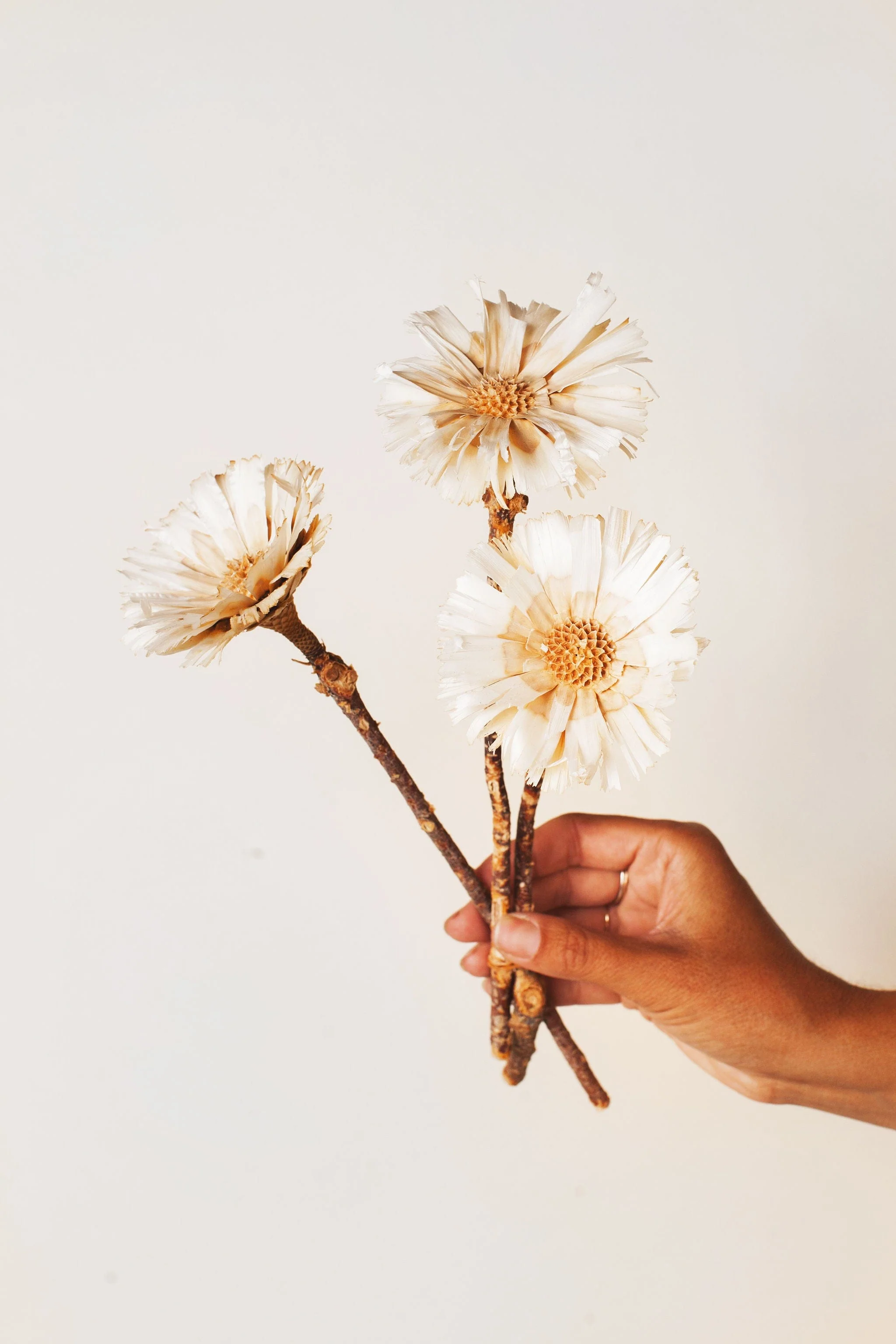White Dried and Preserved Flowers