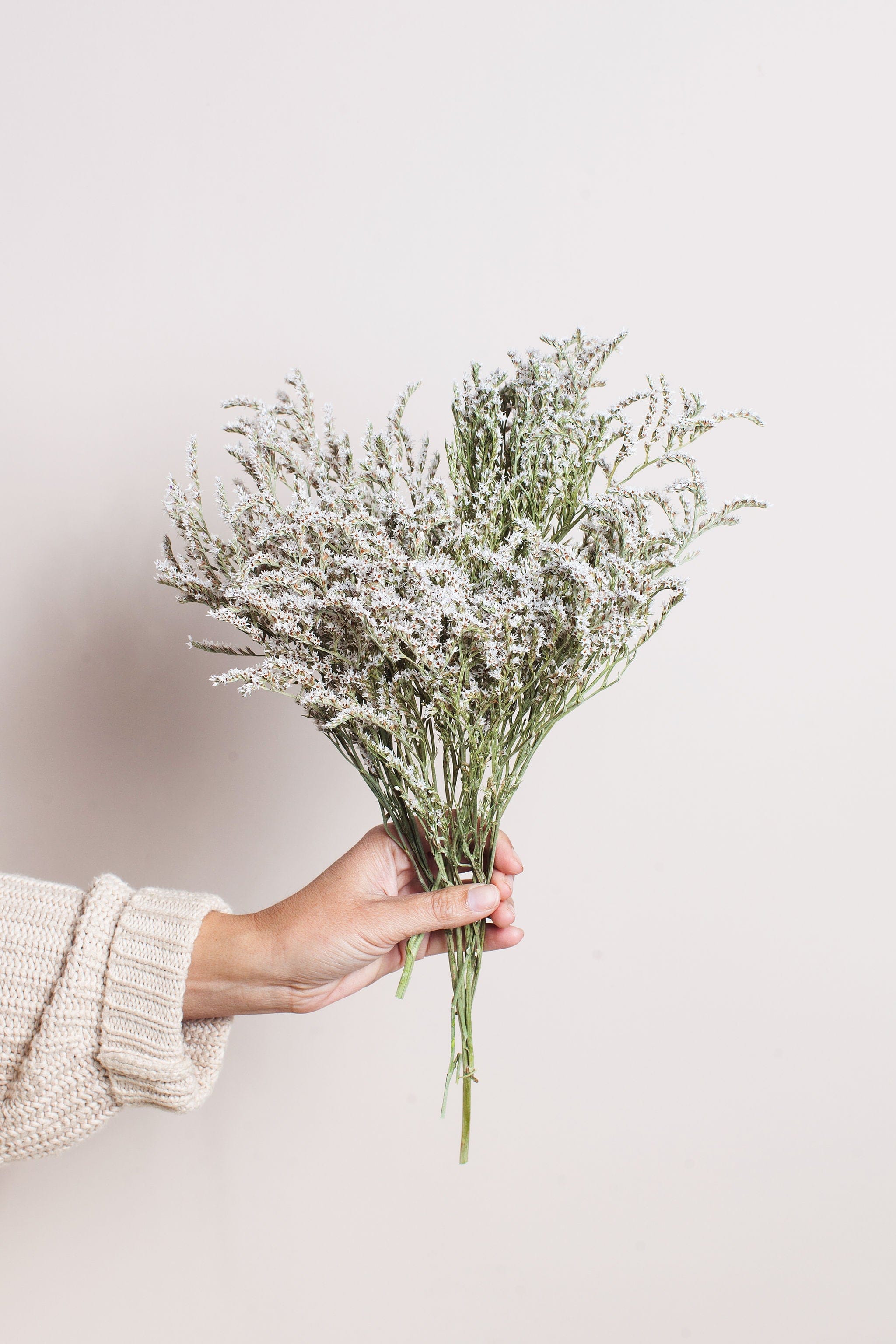 Dried German Statice - Image 3