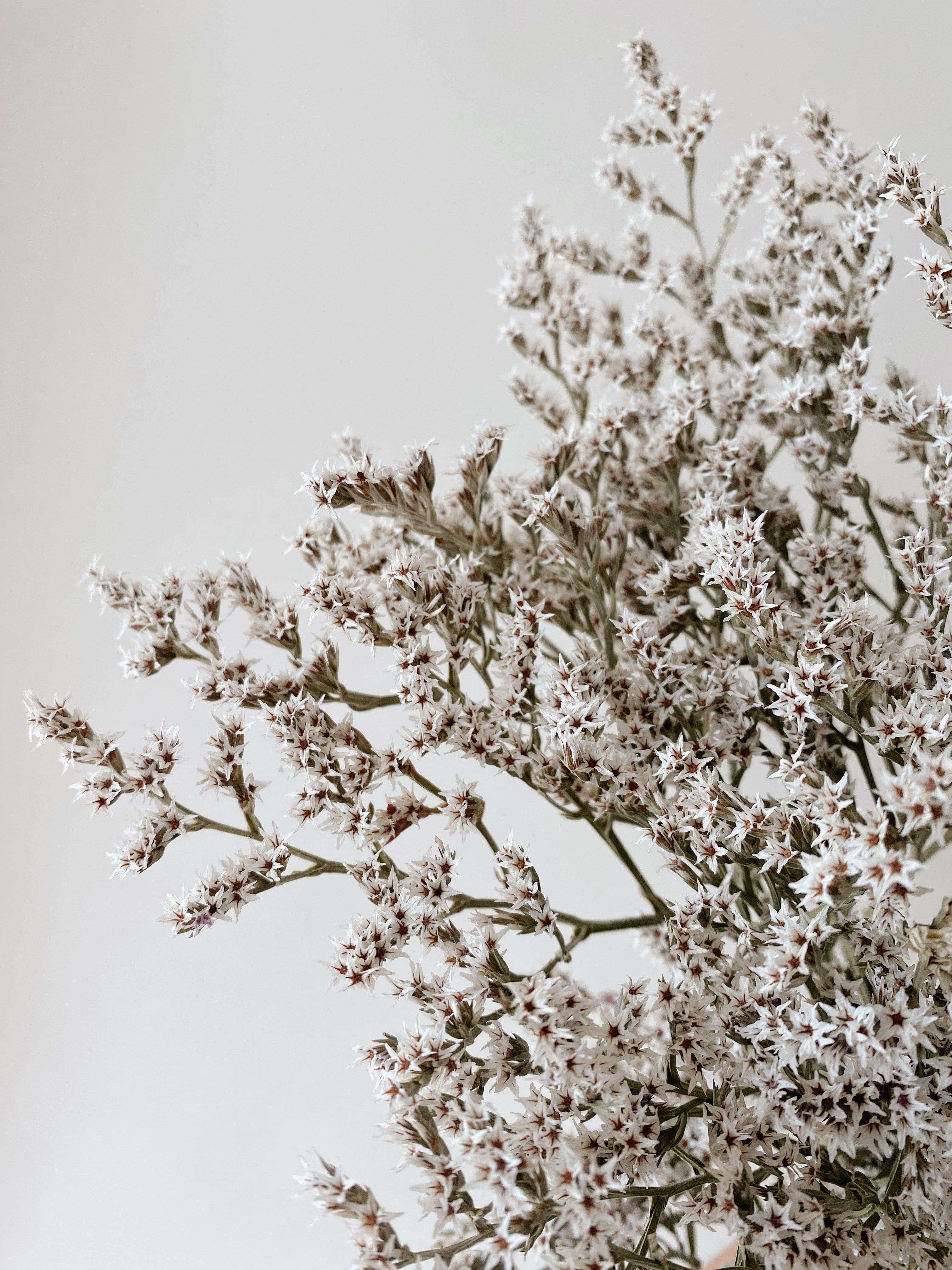 Dried German Statice - Image 5