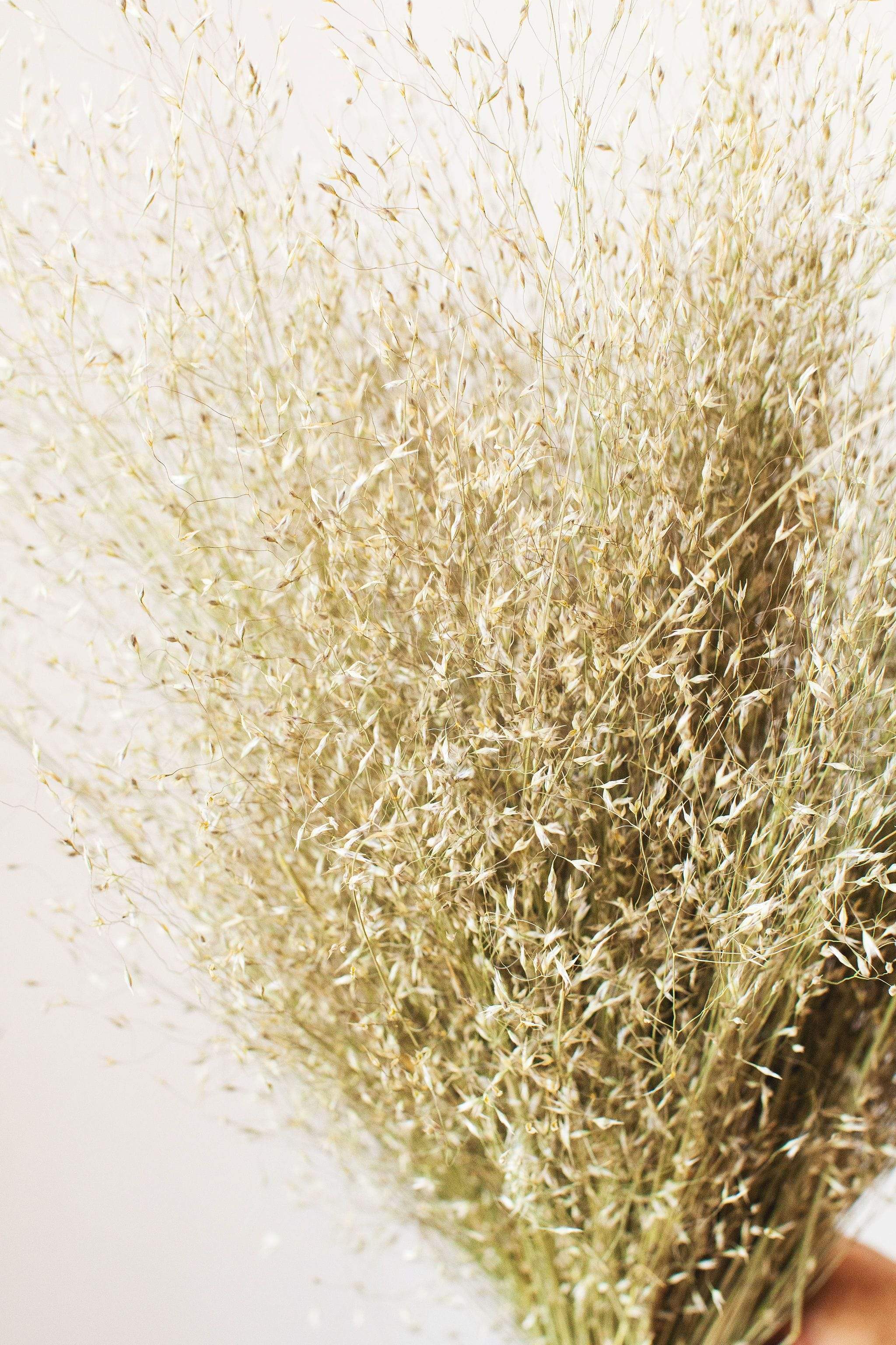 Dried Indian Rice Grass - Image 3