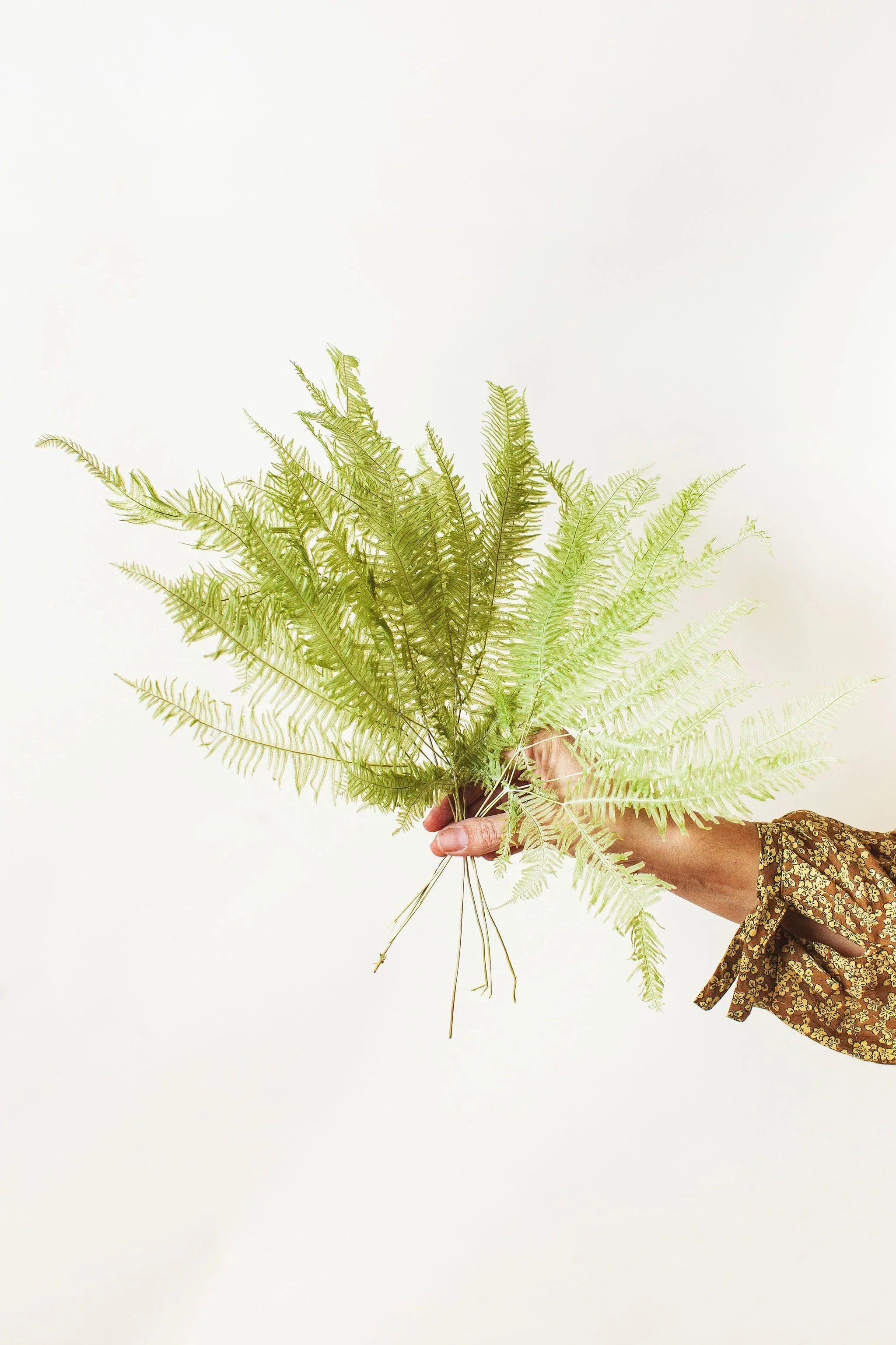 Spring Green Star Fern Bunch - Image 3