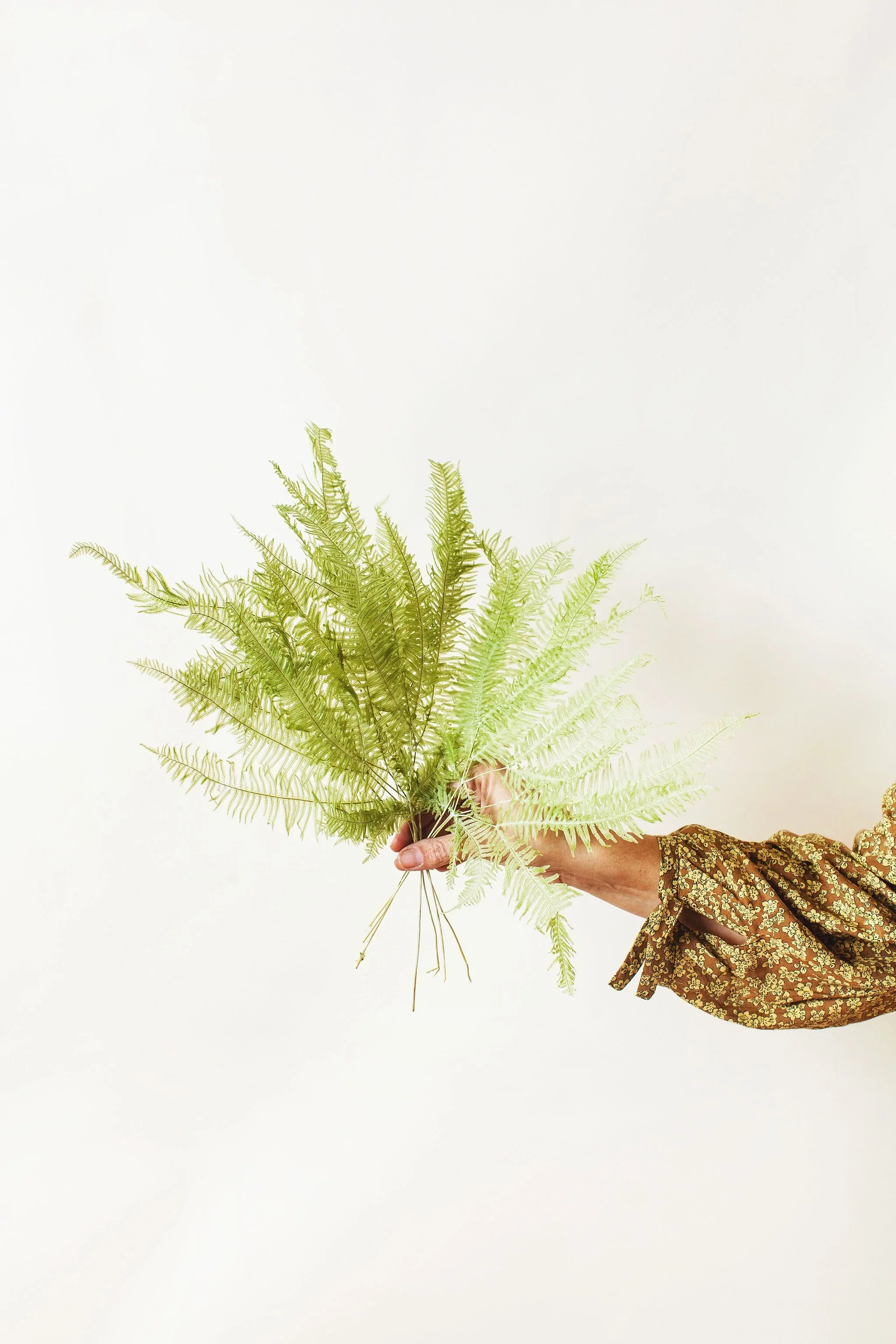 Spring Green Star Fern Bunch - Image 4