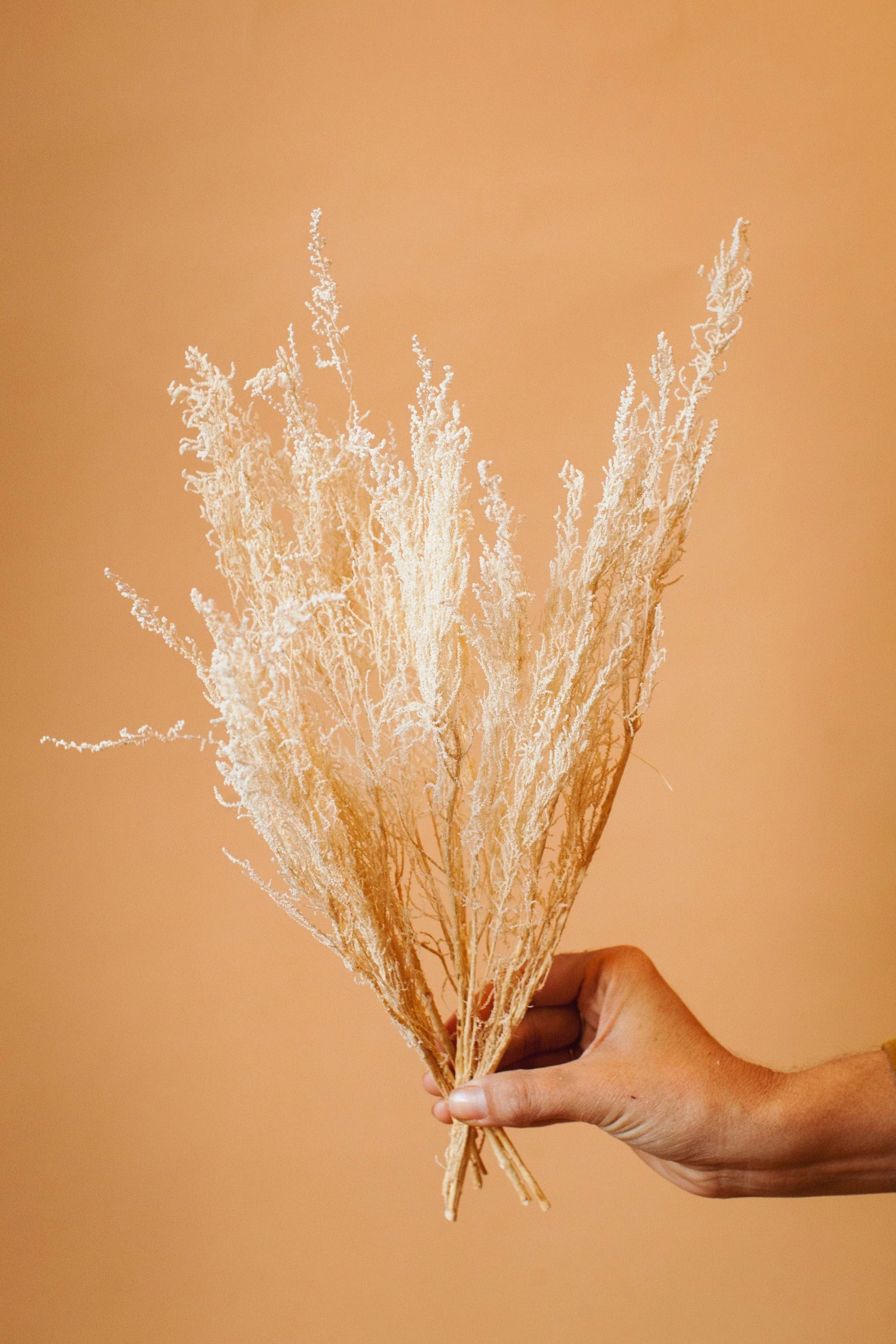 White Stoebe - Image 3