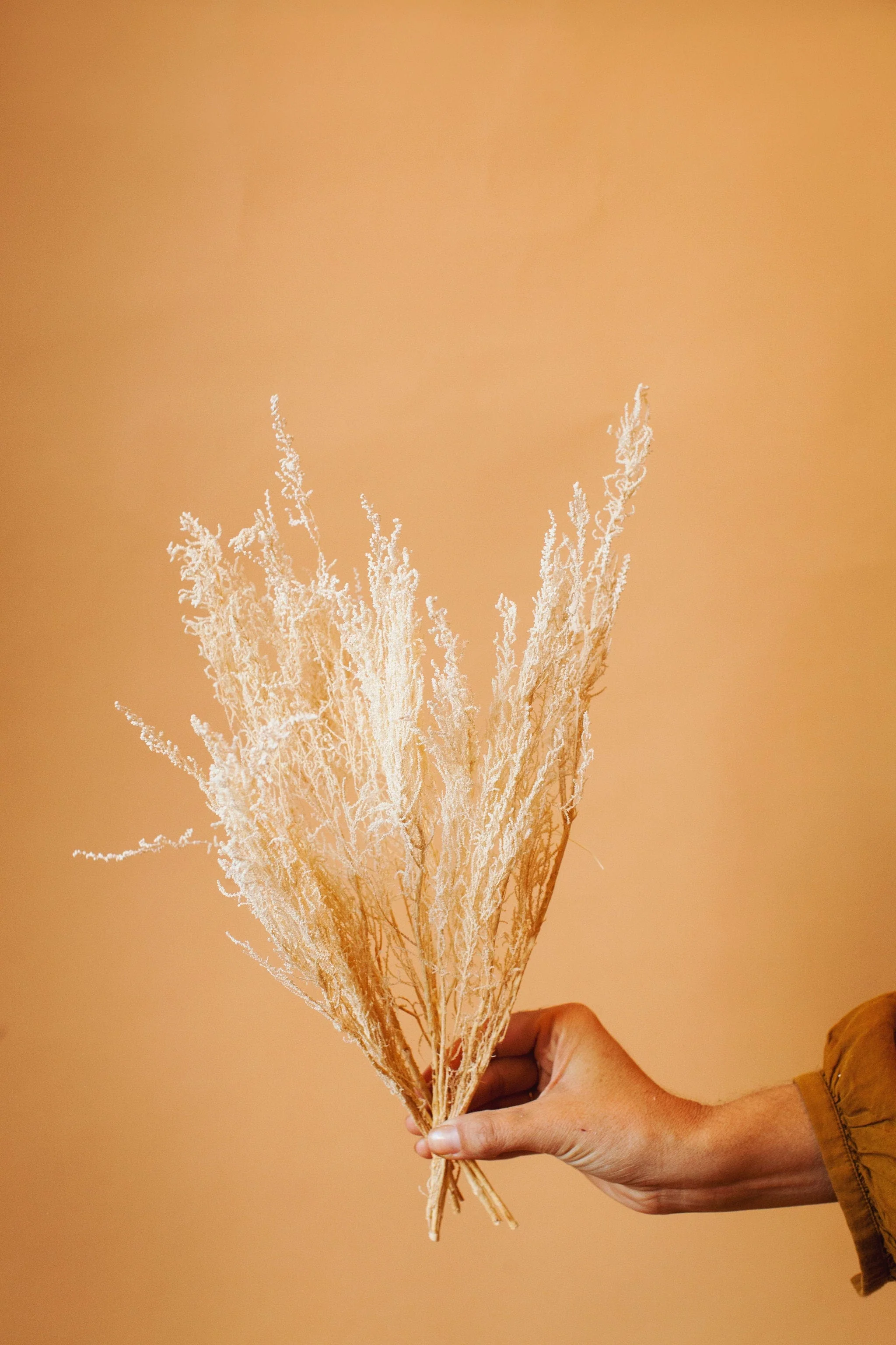 White Stoebe - Image 4