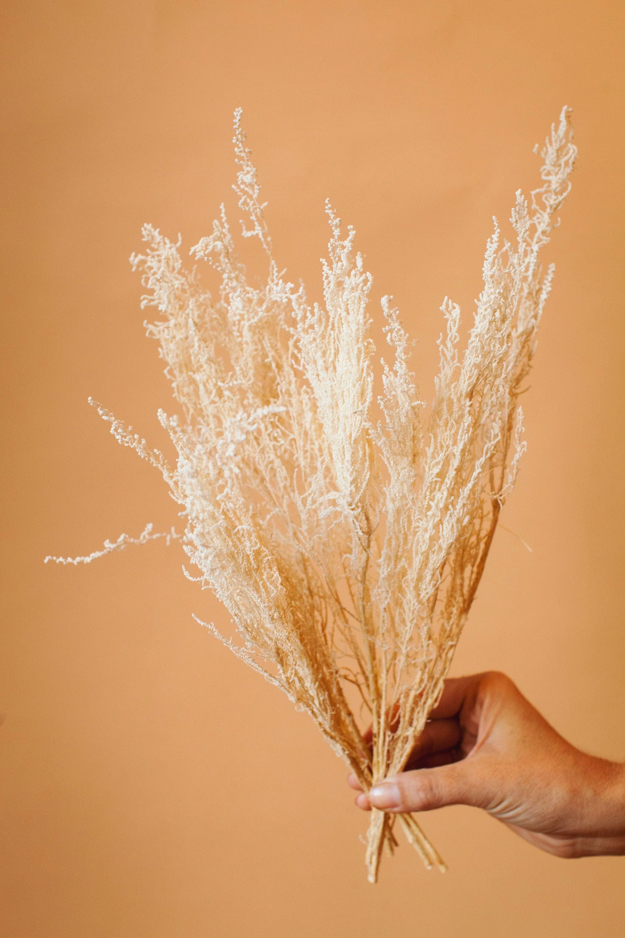 White Stoebe - Image 5