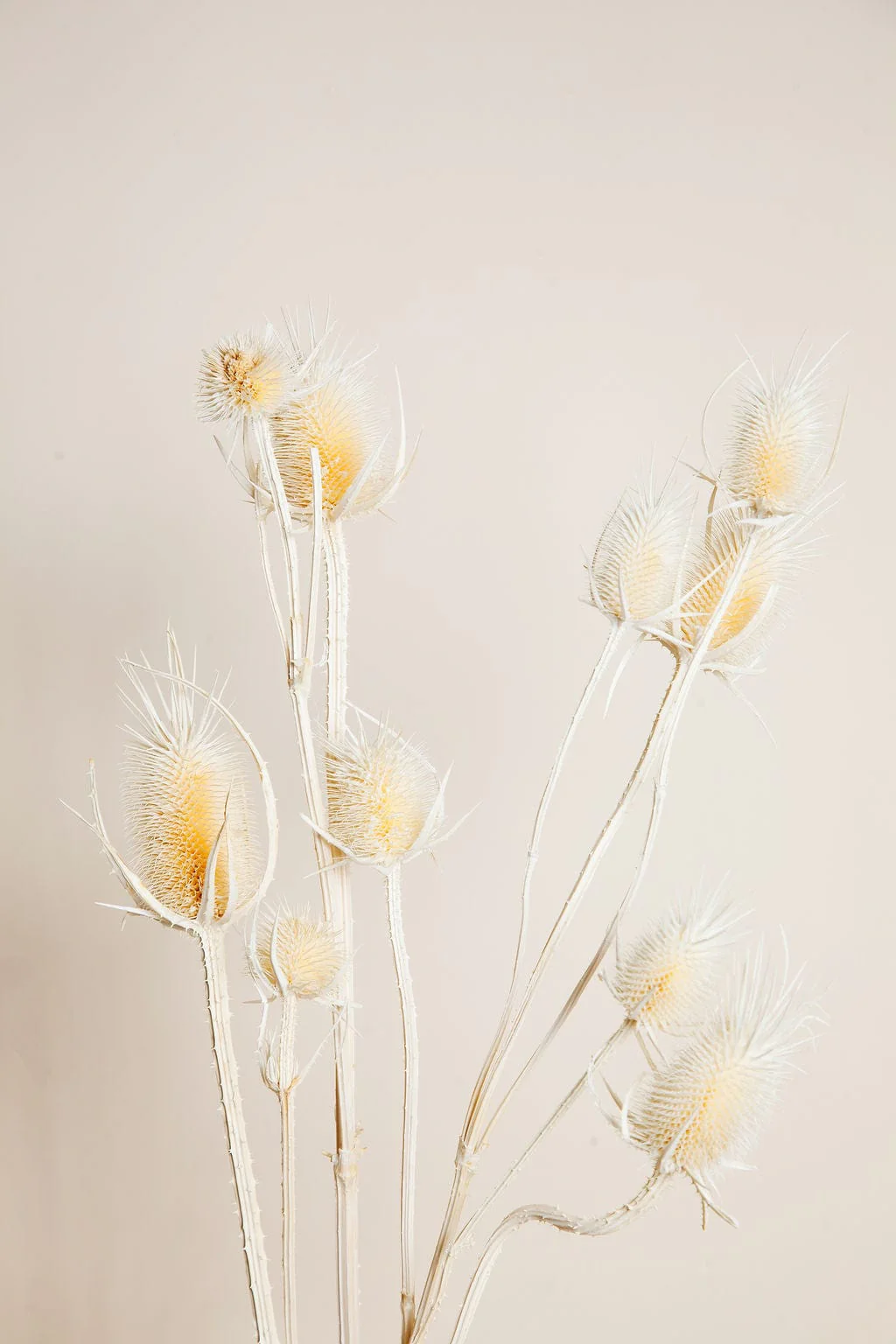 Dried White Thistle - Image 3