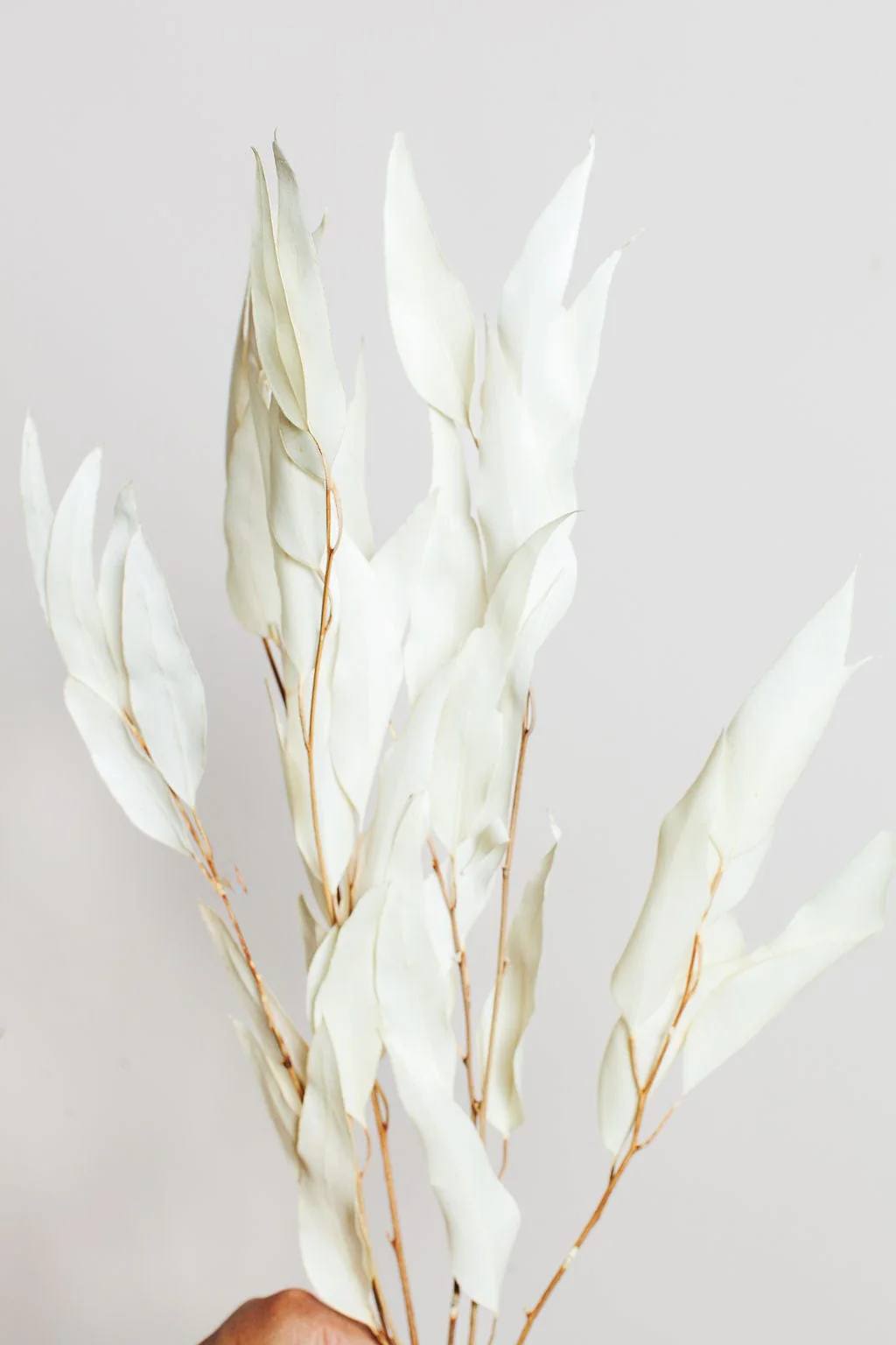 Preserved White Willow Eucalyptus - Image 3